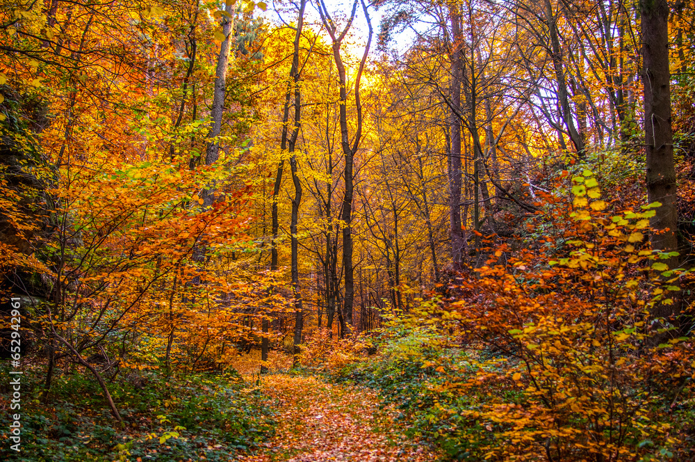 Obraz premium walk through the autumn landscape