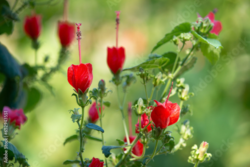 Photos Red Turk’s Cap (Malvaviscus arboreus) flowers blooming in the garden, in Texas summer