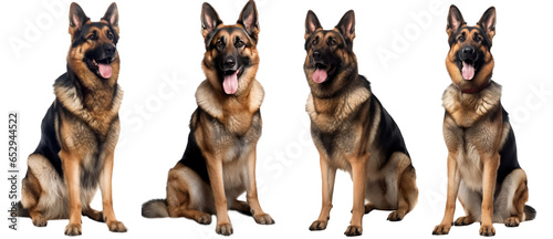 Smiling adult german shepherd dog, pedigree dog breed isolated on transparent background generative ai
