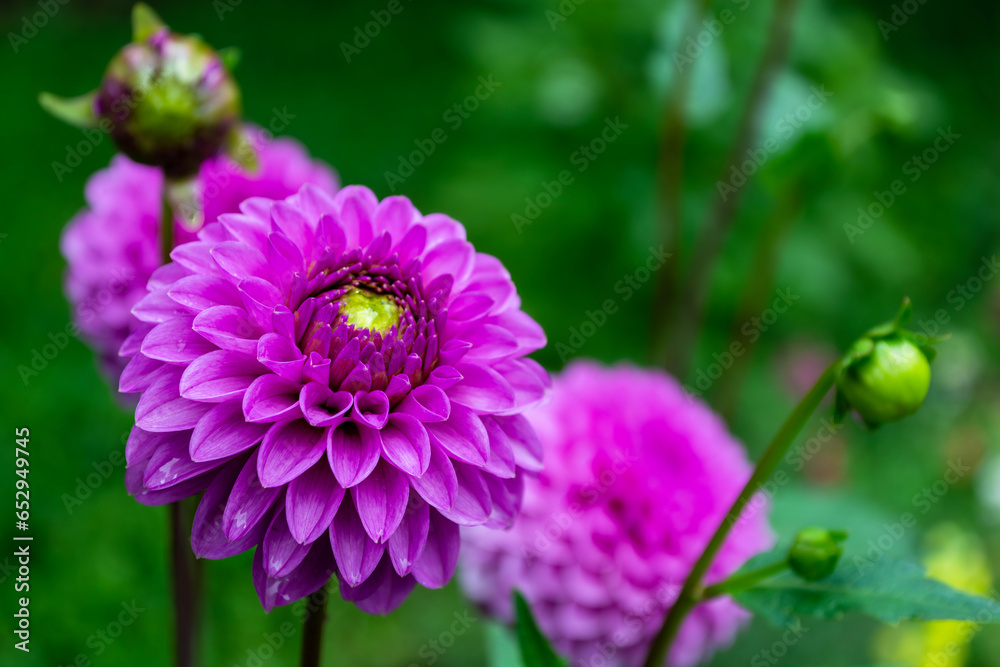 Obraz premium Beautiful blooming purple dahlia flowers in the garden on a green background, close-up