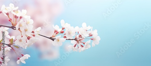 Macro close up of delicate artistic white flowers on a soft blue and pink background creating a floral spring summer border with an airy and spacious feel