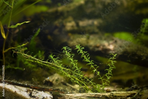 Canadian waterweed vegetation and spirogyra green algae in strong flow, scientific research of cosmopolitan coldwater species coexistence in European river biotope design aquarium, LED low light