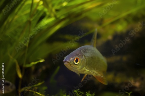common roach turn to front glass, captive wild freshwater fish side view, biotope European temperate river design aquarium, adaptable coldwater species, LED low light, shallow dof, blurred background