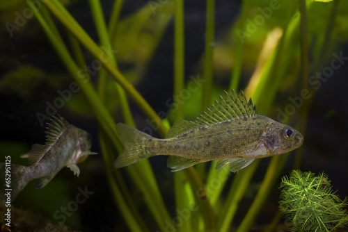 aggressive captive Eurasian ruffe, dominant and submissive wild small freshwater fish, omnivore coldwater species, European river biotope aquarium, LED low light mood, blurred background, shallow dof