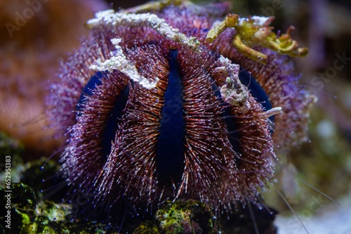 фотографія blue tuxedo urchin long tentacle, fluorescent animal agglutinate debris in reef