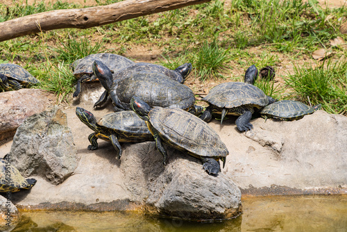 Red-eared terrapin and cumberland slider turtles in Pendion Areos public park in Thessaloniki in Central Macedonia in Greece photo