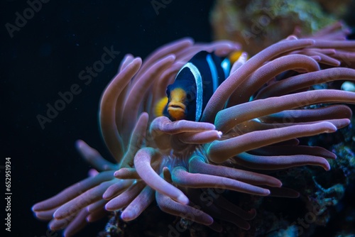 bubble tip anemone move poison tentacles in flow, coexist and protect fish, Clark's anemonefish hide in huge animal, live rock stone, reef marine aquarium for experienced, LED actinic blue low light photo