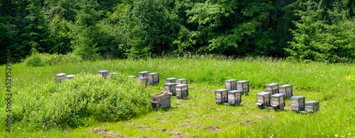 Apiary in forest. Wooden hives for honey bees among green grass and flowers.