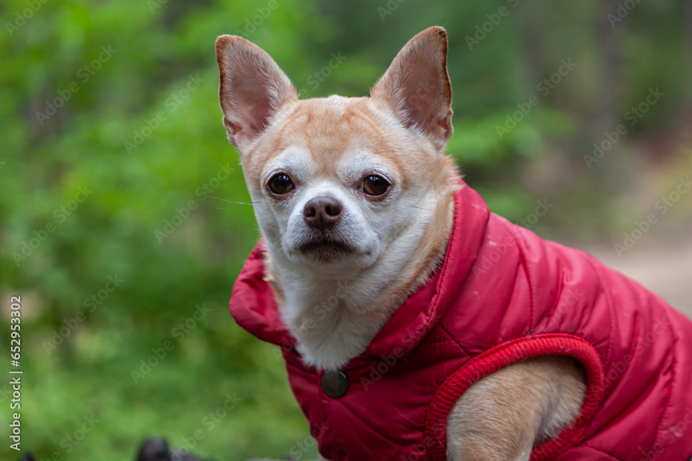 Chihuahua with a red coat outdoors