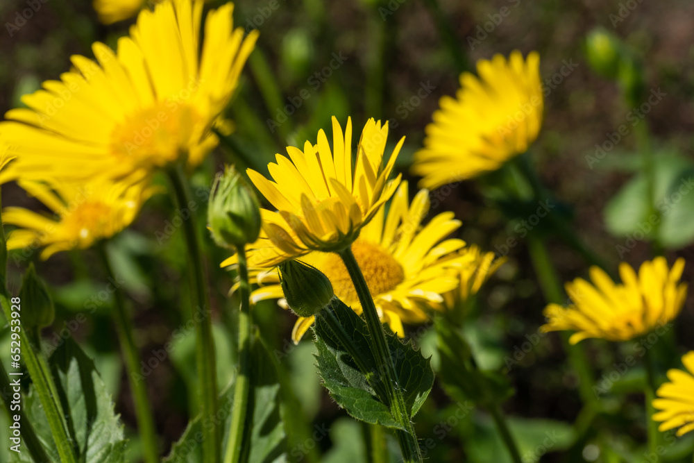 Bright yellow daisies with dark green leaves in the flowerbed. Flower background in sunny summer day. Copy space. Background for affirmations and quotes. Bright yellow daisies with dark green leaves in the flowerbed. Flower background in sunny summer day. Copy space. Background for affirmations and quotes.