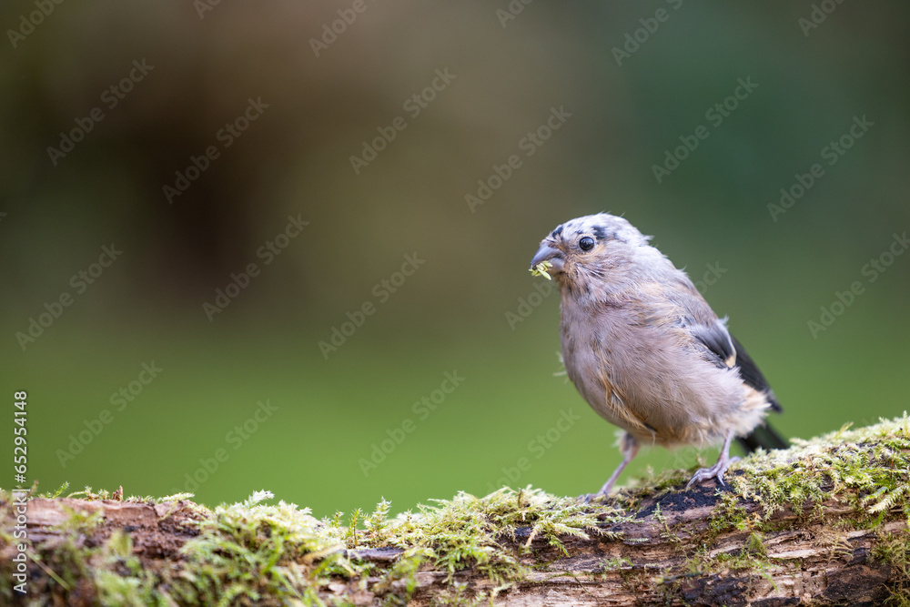 Obraz premium Moulting,female Bullfinch (Pyrrhula pyrrhula) perched on a stone with greenery in beak - Yorkshire, UK in September