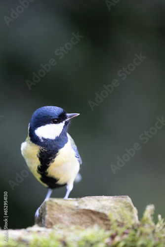 Colourful and vibrant Great Tit (Parus major) perched on a stone - Yorkshire, UK in September