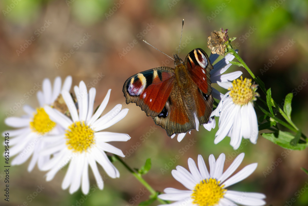 European peacock butterfly (Aglais io) sitting on a daisy in Zurich, Switzerland European peacock butterfly (Aglais io) sitting on a daisy in Zurich, Switzerland