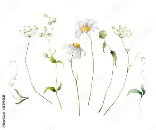 Fototapeta Naklejka Na Ścianę i Meble -  Watercolor meadow flowers set of chamomile and greenery. Hand painted floral illustration isolated on white background. For design, print, fabric or background.