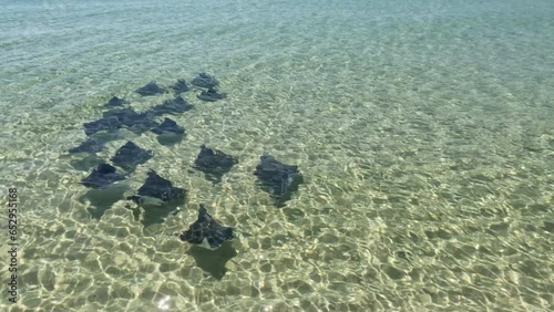 Fever of Rays Swimming along the Gulf Coast at Pensacola Beach, Florida photo