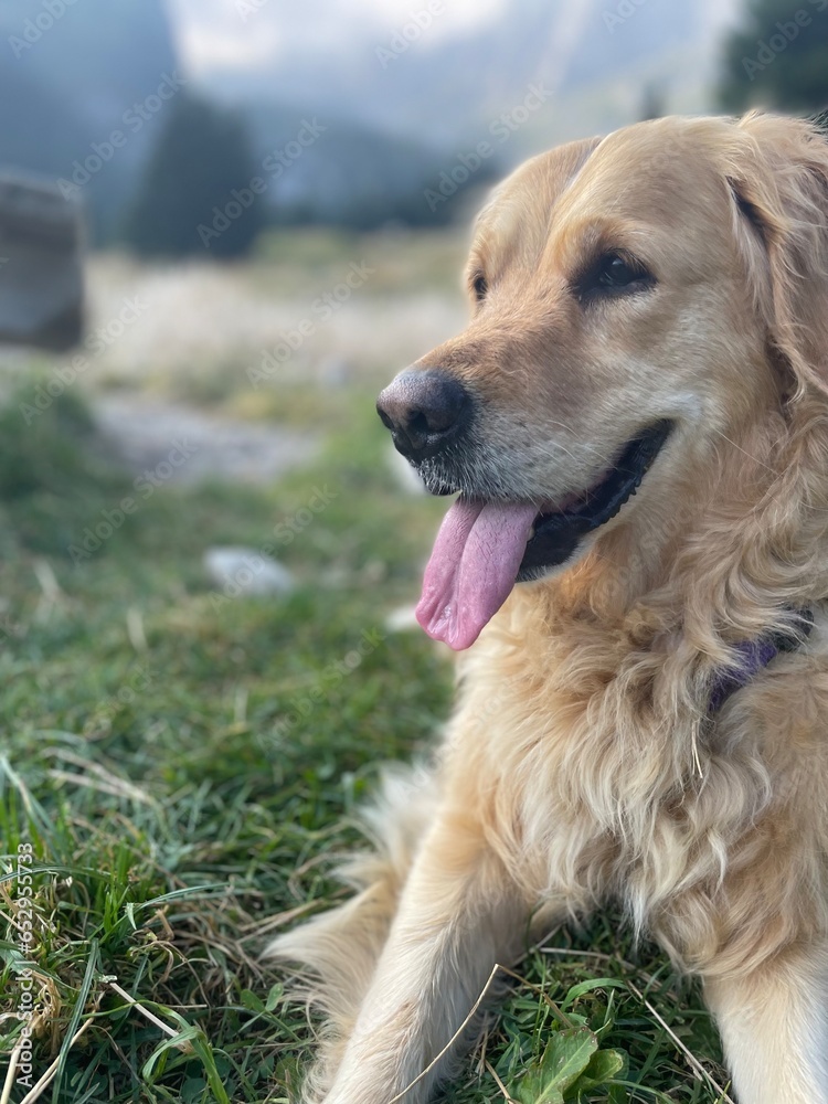 golden retriever dog