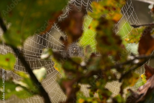 wet web in the morning