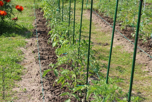 planted tomato seedlings in the garden