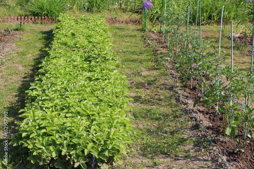 beds with tomatoes and strawberries in the garden