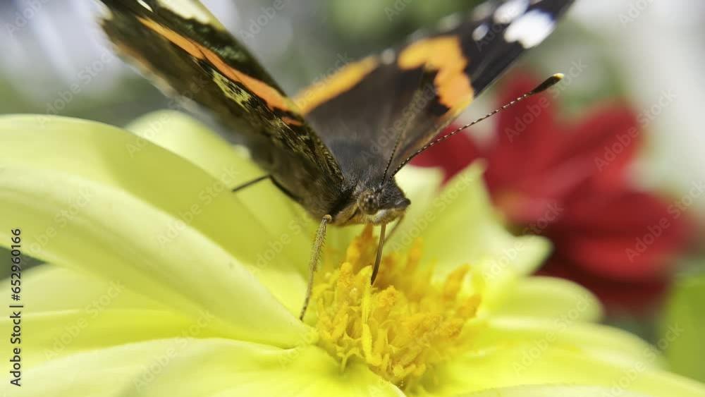 A butterfly with a proboscis collects nectar on a yellow flower. Close-up video