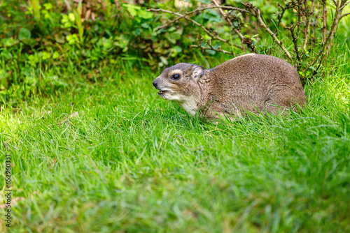 Yellow-spotted rock hyrax bush hyrax, Heterohyrax brucei