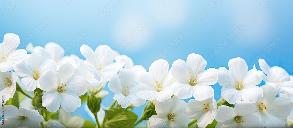 Soft artistic image of white primroses in a spring forest on a blurred blue background with space for text