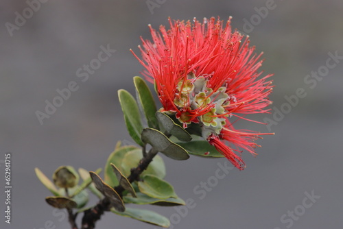 Flower with red needle-like extensions