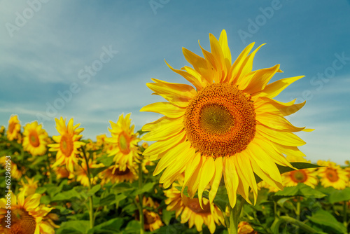 An endless field with bright yellow sunflowers on a sunny day against a blue sky a large sunflower in the foreground