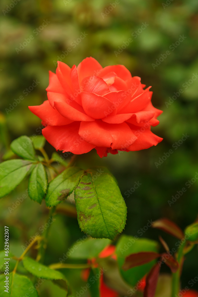 Varietal roses are lush buds of bright scarlet color on a bush.