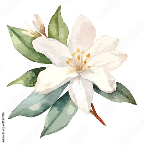 Watercolor Hand drawn leaves and white orange tree flowers and buds isolated on black background. Citrus aurantium. vector, flower illustration watercolor citrus aurantium flower
 photo