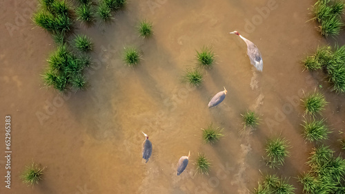 Wallpaper Mural Aerial panning view of group of Sarus crane in wetland Torontodigital.ca