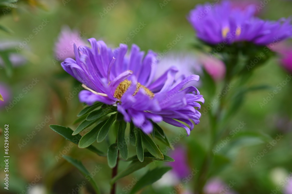 Obraz premium purple flower buds on an aster stem from above, aster buds of an annual Chinese aster or annual aster Callistephus chinensis, field purple pinnate white purple flowers close-up, meadow, 