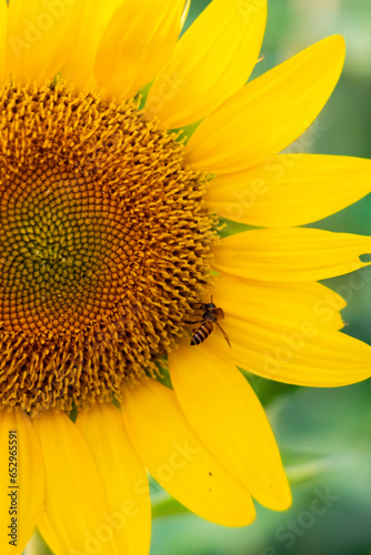  Close-Up of a Bee on a Vibrant Sunflower photo