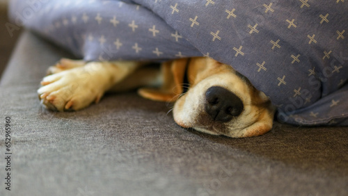 Beagle dog black nose peeks out from under the gray blanket. The dog's muzzle is covered with a grayish blanket. The pet hid. A sleeping animal. © Денис Максимчук