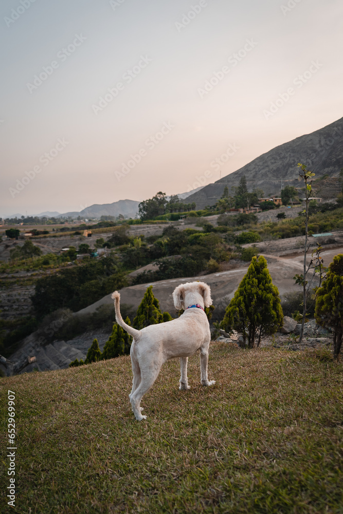 Naklejka premium dog on the hill