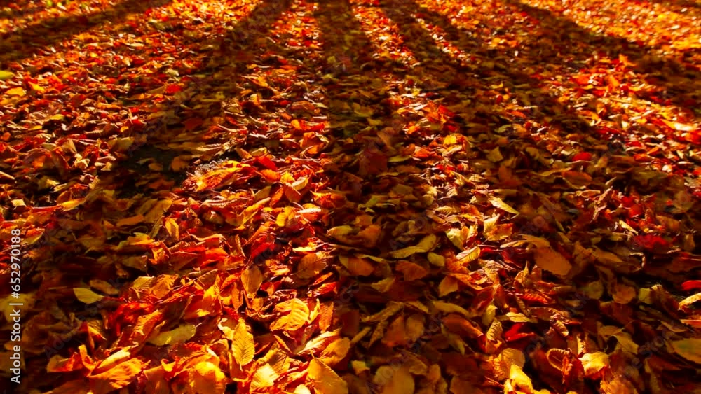 Beautiful autumn colorful leafs with shadows, sunlight. Red fallen leafs. Calm scene, season, dry, color, fall, trees, tree, leaf, park, dawn, early, bright, nature, wind, motion, pan,hd. ProRes 422HQ Beautiful autumn colorful leafs with shadows, sunlight. Red fallen leafs. Calm scene, season, dry, color, fall, trees, tree, leaf, park, dawn, early, bright, nature, wind, motion, pan,hd. ProRes 422HQ