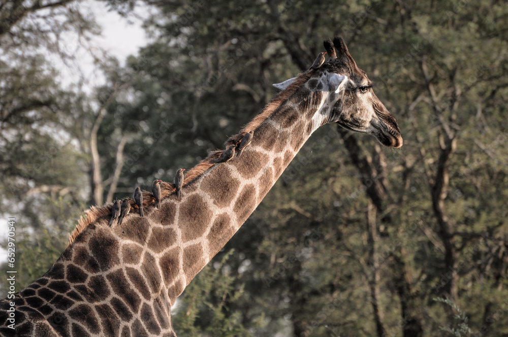 Fototapeta premium close up of an african giraffe with birds on his neck search for food in the bush of kruger national park in south africa on cloudy day