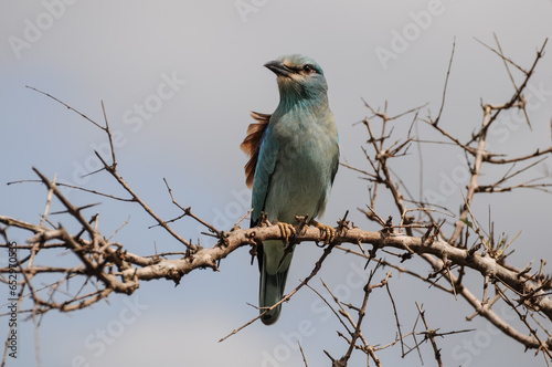 blue or lilac roller on a branch in south africa kruger national park photo