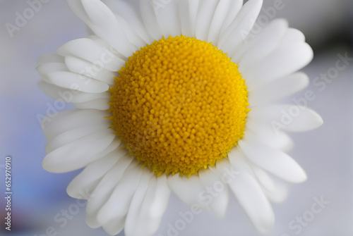 Marguerite