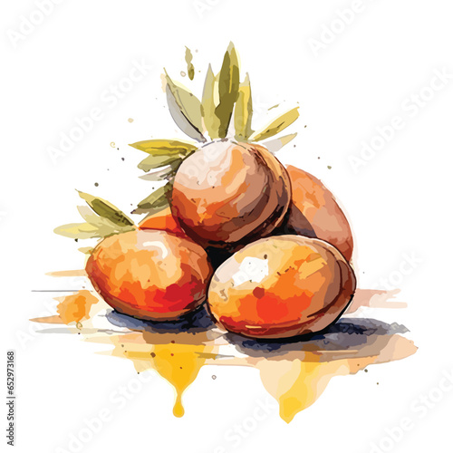 Watercolor argan tree, isolated on white background, argan oil. Hand-drawn watercolor Argan fruit