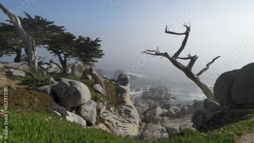 Monterey Cypress Trees on Misty Coastline of Scenic 17-Mile Drive Pebble Beach at Carmel By The Sea and Big Sur - a Rugged Stretch of California Central Coast