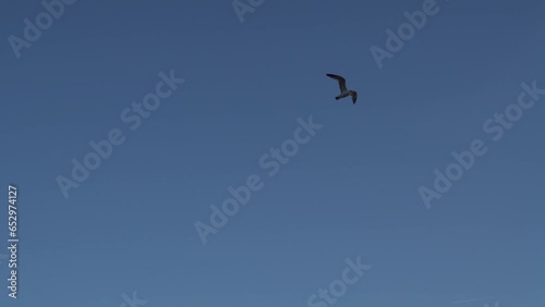 Bird Flying over Misty Coastline of Carmel By The Sea and Big Sur - a Rugged Stretch of California Central Coast known for Winding Roads and Seaside Cliffs