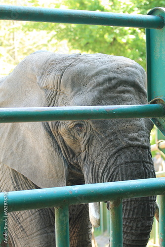 Wallpaper Mural elephant in zoo Torontodigital.ca