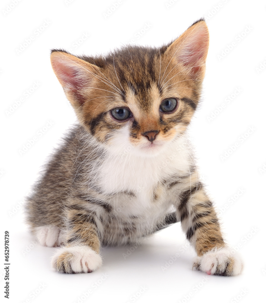 Kitten on white background. Kitten on white background.