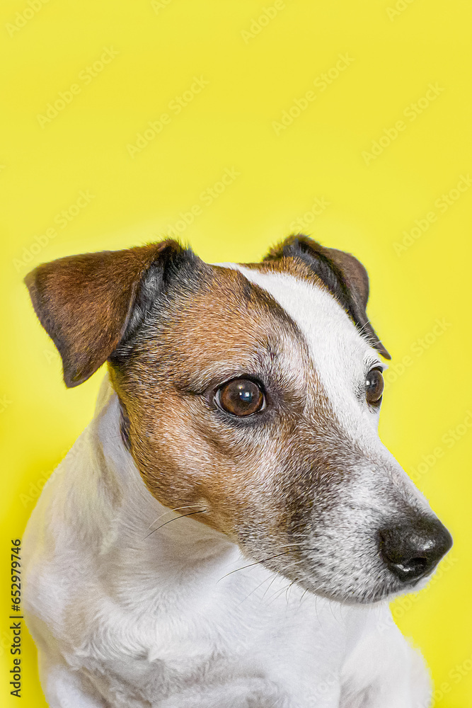 A hunting dog. Jack Russell terrier. Cute purebred dog on a yellow background. A greeting card