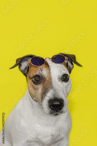 A hunting dog. Jack Russell terrier. Cute purebred dog in sunglasses. A greeting card