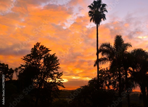 African Sunset with palm trees and orange sky

