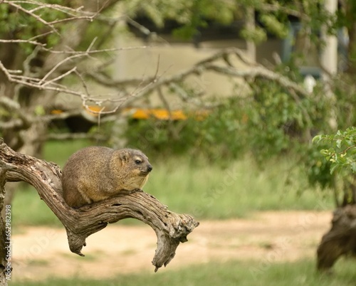 Dassie, sitting in tree looking cute in Africa