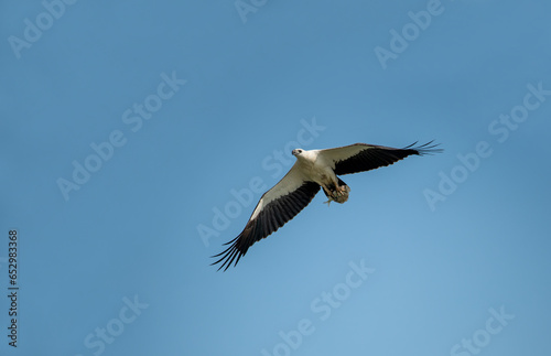 The white-bellied sea eagle is a diurnal bird of prey from the hawk family.