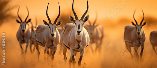 Backlit South African Oryx at dawn in Kgalagadi South Africa